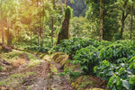 NICARAGUA ORGANIC - Buena Vista Roastery